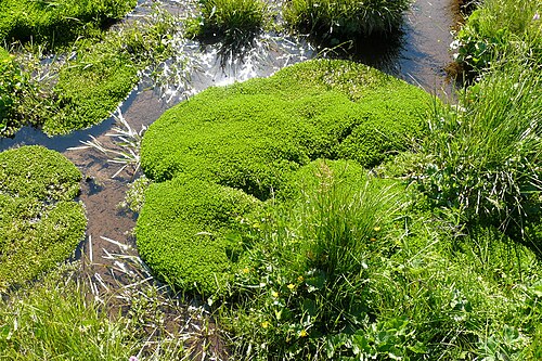 Annual water minerslettuce: Montia fontana subsp. fontana , Mezenc, 43, France.