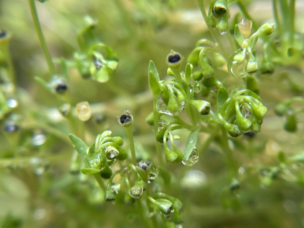 Annual water minerslettuce (Montia fontana)