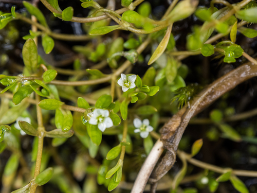 Annual water minerslettuce (Montia fontana)