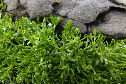 Annual water minerslettuce (Montia fontana)