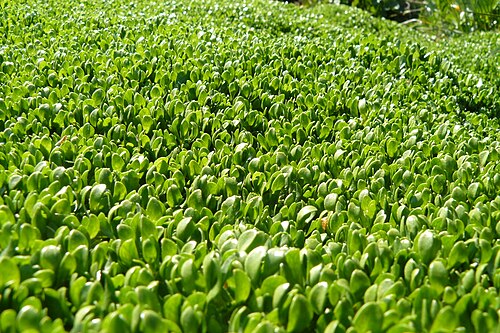 Annual water minerslettuce: Montia fontana subsp. fontana, Mezenc, 43, France