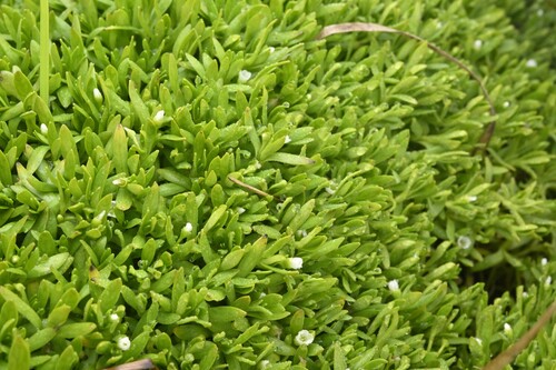Annual water minerslettuce (Montia fontana)