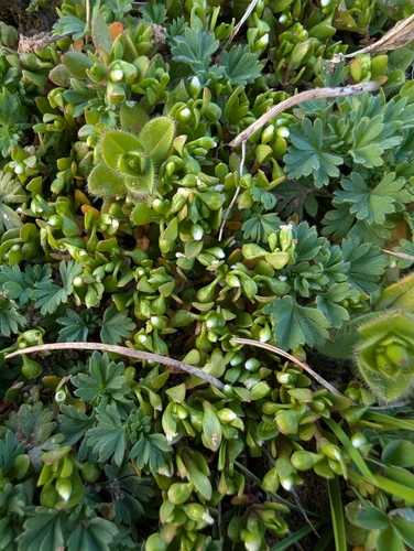 Annual water minerslettuce (Montia fontana)