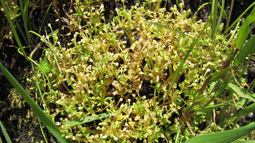 Annual water minerslettuce (Montia fontana)