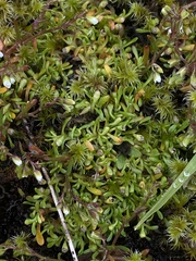 Howell's minerslettuce (Montia howellii)