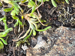Howell's minerslettuce (Montia howellii)