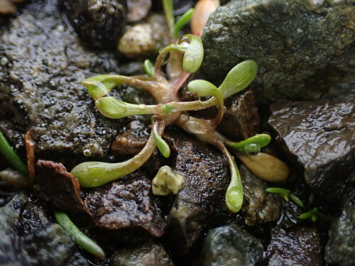 Howell's minerslettuce (Montia howellii)