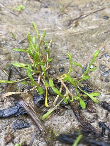 Howell's minerslettuce (Montia howellii)