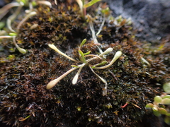 Howell's minerslettuce (Montia howellii)