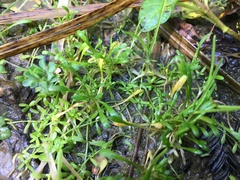Howell's minerslettuce (Montia howellii)