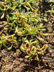 Howell's minerslettuce (Montia howellii)