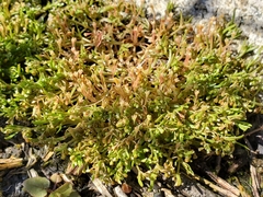 Howell's minerslettuce (Montia howellii)