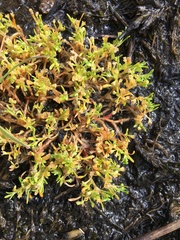 Howell's minerslettuce (Montia howellii)