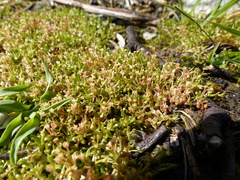 Howell's minerslettuce (Montia howellii)