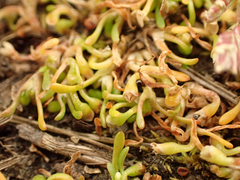 Howell's minerslettuce (Montia howellii)