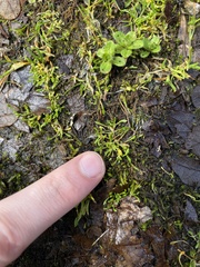 Howell's minerslettuce (Montia howellii)