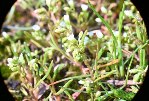 Narrowleaf minerslettuce (Montia linearis)