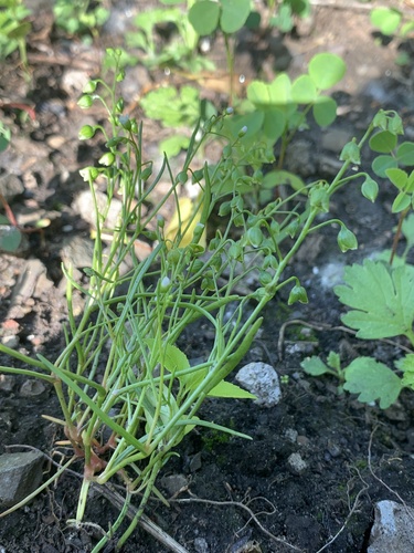 Narrowleaf minerslettuce (Montia linearis)