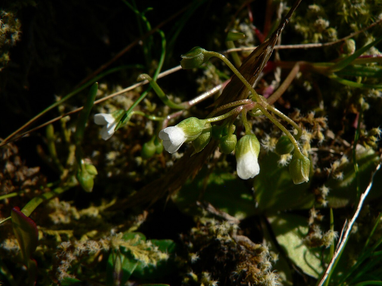 Narrowleaf minerslettuce: Narrowleaf Miner's-Lettuce, Narrow-Leaved Montia