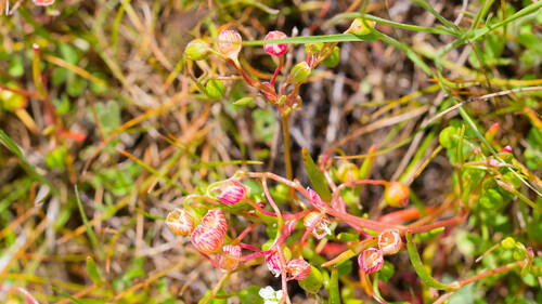 Narrowleaf minerslettuce (Montia linearis)