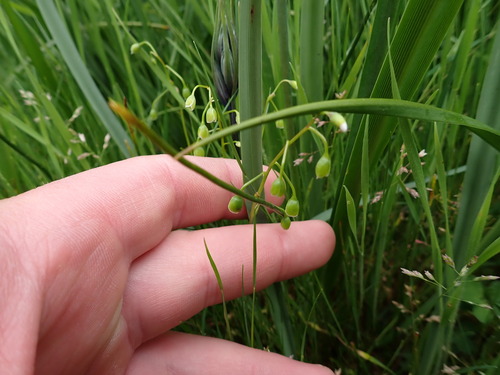 Narrowleaf minerslettuce (Montia linearis)