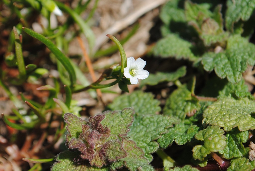 Narrowleaf minerslettuce (Montia linearis)