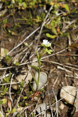 Narrowleaf minerslettuce (Montia linearis)