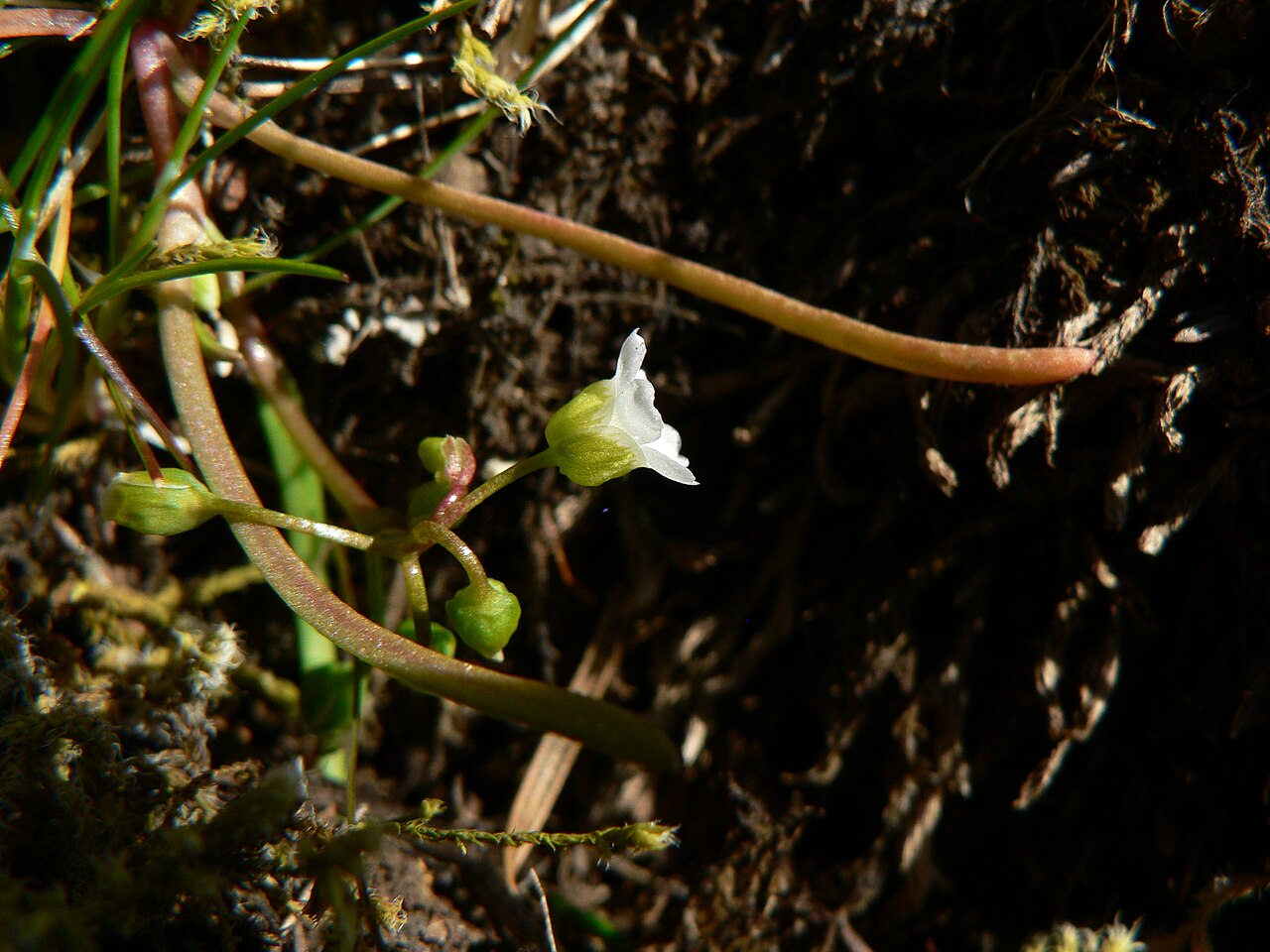 Narrowleaf minerslettuce: Narrowleaf Miner's-Lettuce, Narrow-Leaved Montia