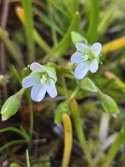 Narrowleaf minerslettuce (Montia linearis)