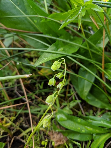 Narrowleaf minerslettuce (Montia linearis)
