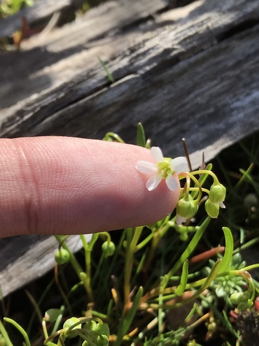 Narrowleaf minerslettuce (Montia linearis)