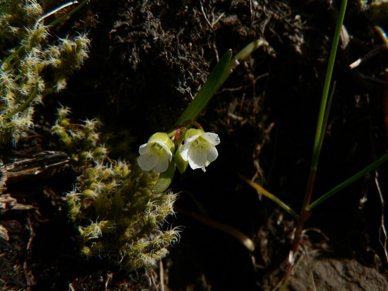 Narrowleaf minerslettuce: Narrowleaf Miner's-Lettuce, Narrow-Leaved Montia