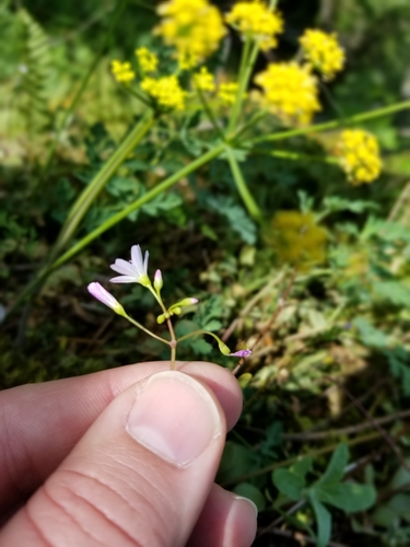 Littleleaf minerslettuce (Montia parvifolia)