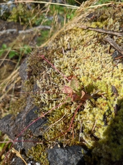 Littleleaf minerslettuce (Montia parvifolia)