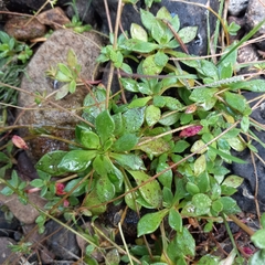 Littleleaf minerslettuce (Montia parvifolia)