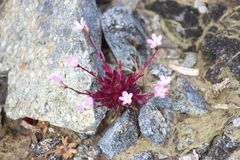 Littleleaf minerslettuce (Montia parvifolia)