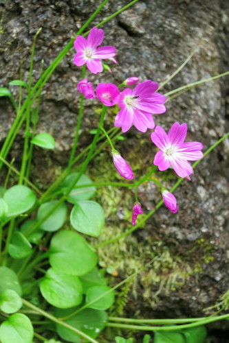 Littleleaf minerslettuce (Montia parvifolia)