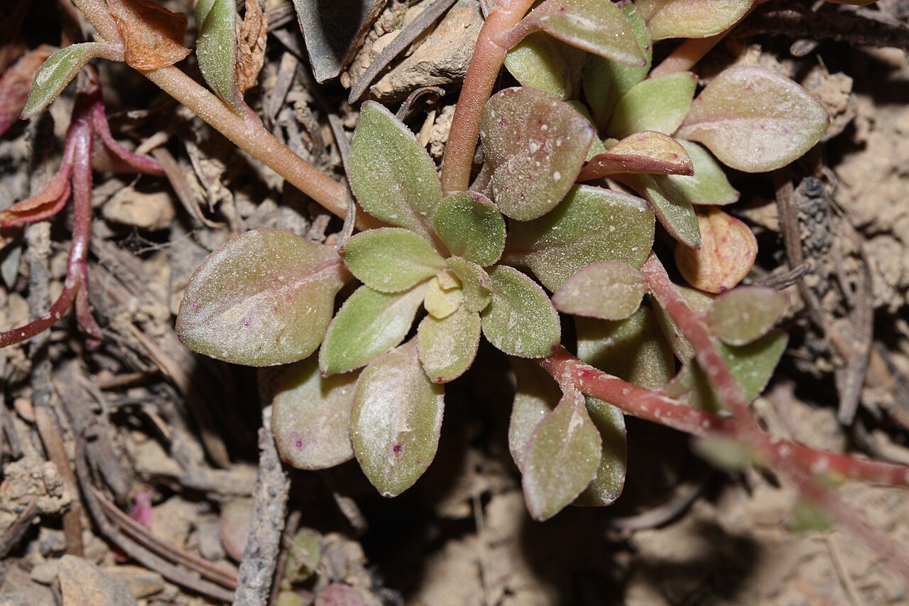 Littleleaf minerslettuce: Littleleaf Miner's-lettuce