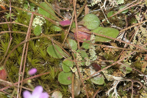 Littleleaf minerslettuce (Montia parvifolia)