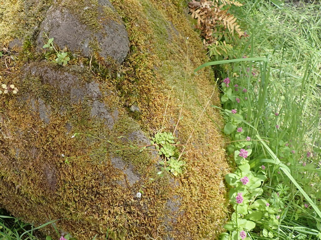 Littleleaf minerslettuce (Montia parvifolia)