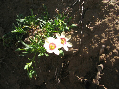 Montiopsis andicola (Montiopsis andicola)