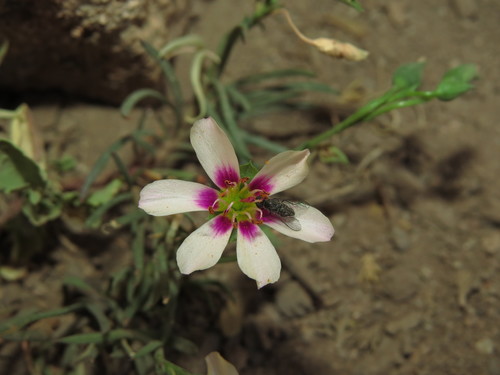 Montiopsis andicola (Montiopsis andicola)