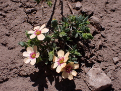 Montiopsis andicola (Montiopsis andicola)