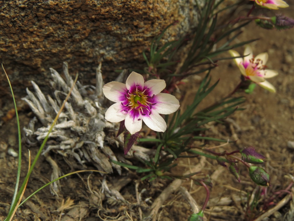 Montiopsis andicola (Montiopsis andicola)