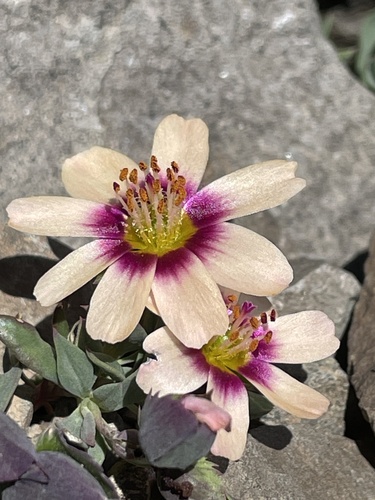 Montiopsis andicola (Montiopsis andicola)