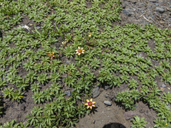 Montiopsis andicola (Montiopsis andicola)