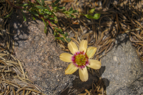 Montiopsis andicola (Montiopsis andicola)