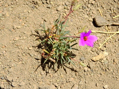 Montiopsis cistiflora (Montiopsis cistiflora)