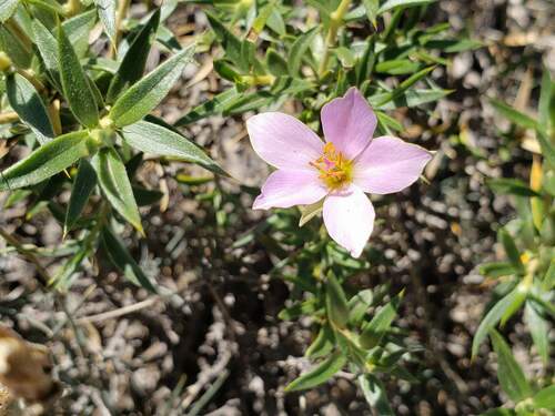 Montiopsis cistiflora (Montiopsis cistiflora)