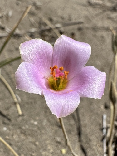 Montiopsis cistiflora (Montiopsis cistiflora)